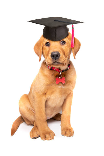 beau chiot de labrador de renard rouge dans le chapeau de graduation - dog graduation hat school photos et images de collection