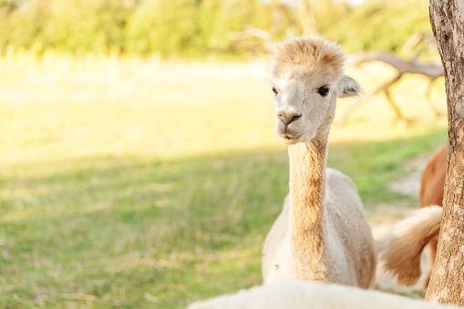 Cute alpaca with funny face relaxing on ranch in summer day. Domestic alpacas grazing on pasture in natural eco farm, countryside background. Animal care and ecological farming concept
