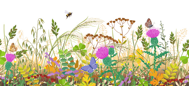 Seamless horizontal border with autumn meadow plants and insects. Floral pattern with fading grass, colorful wild flowers in row, bumblebee and butterflies on white background.