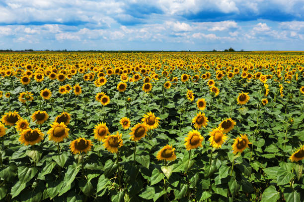istock Blooming sunflower field high angle view on sunny summer afternoon 1208652930