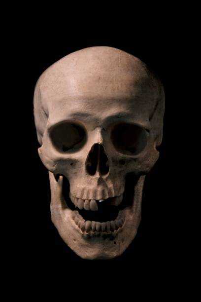 istock Front view of human skull with mouth open. isolated on black background. 1208653017