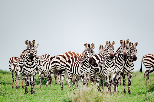 Plains Zebra gather in the Maasai Mara during the Great Migration