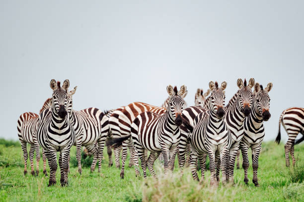 Plains Zebra gather in the Maasai Mara during the Great Migration stock photo