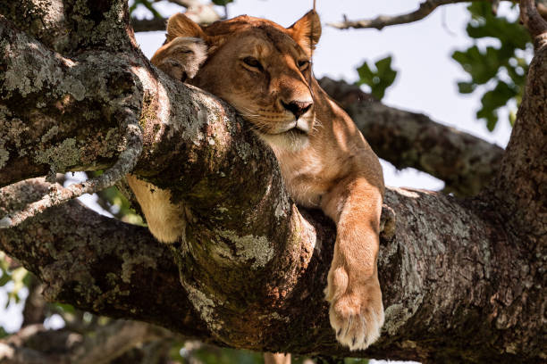 istock Lioness in a Maasai Mara Tree 1208656146