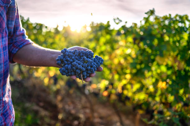 istock Farmer's hand holding harvested grapes 1208656279
