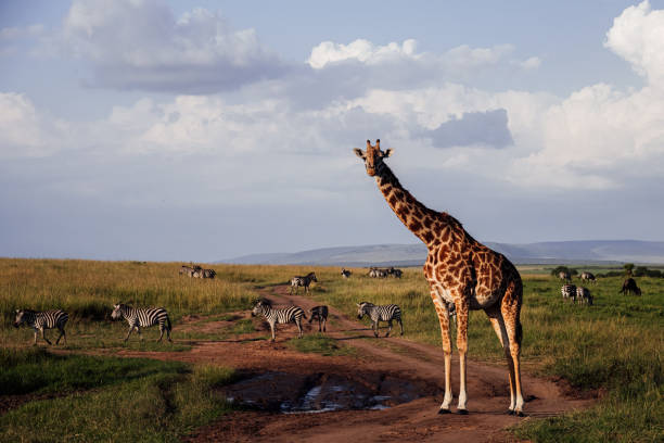 istock Landscape view of the Maasai Mara 1208656571