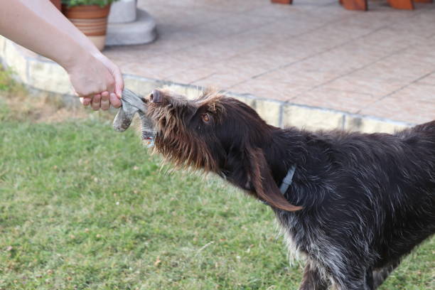 istock Owner´s hands versus gun dog´s teeth. Playing game on the garden. Pull hardly. Bohemian Wire-haired Pointing Griffon gains the upper hand in the game. Owner with his puppy play tug-of-war 1208656669