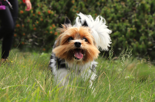 Naughty face of Biewer Terrier. Dog race which is only in Deutchland and czech republic. Biewer Yorkshire Terrier runs. Captured in motion. Open mouth, stick out her tongue. Speed racer. Tiny devil.