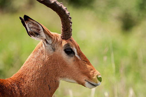 Male Impala in Nairobi National Park