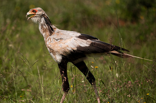 Secretary Bird On The Hunt In Nairobi National Park In Kenya Stock Photo -  Download Image Now - iStock