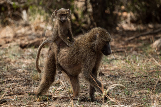 Baboon with baby in Samburu National Reserve