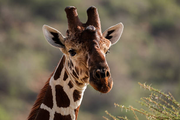 istock Portrait of a Reticulated Giraffe 1208658196