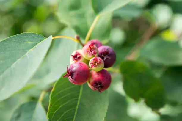 Photo of Amelanchier ovalis tasty ripening fruits berries, serviceberries on branches in sunlight