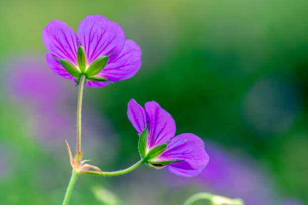 istock Cranesbills flowering plant, Geranium Rozanne flowers in bloom 1208659184