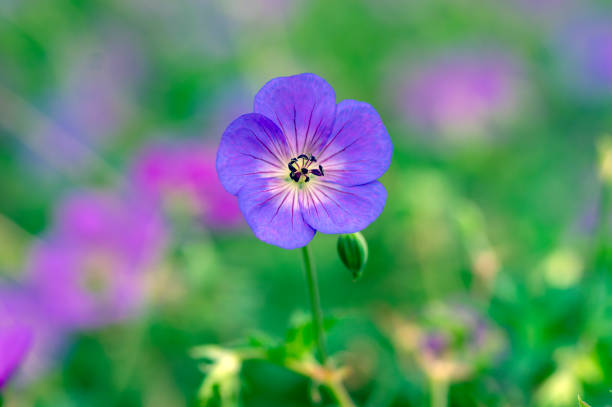 Swamp cranesbill in close-up. Ground cover for the garden with pink flowers. Geranium palustre