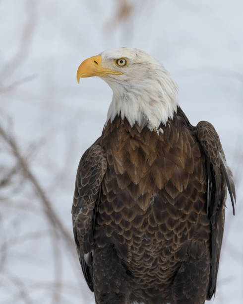 istock American bald eagle closeup portrait 1208659230