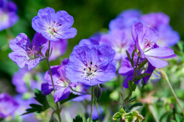 planta de floración cranesbills, flores de geranium rozanne en flor - lilac bush nature flower bed fotografías e imágenes de stock