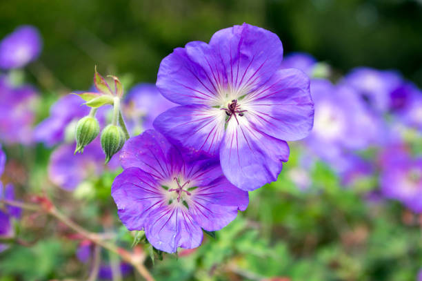 istock Cranesbills flowering plant, Geranium Rozanne flowers in bloom 1208659236
