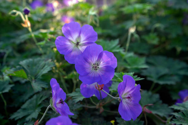istock Cranesbills flowering plant, Geranium Rozanne flowers in bloom 1208659267