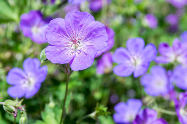 istock Cranesbills flowering plant, Geranium Rozanne flowers in bloom 1208659288