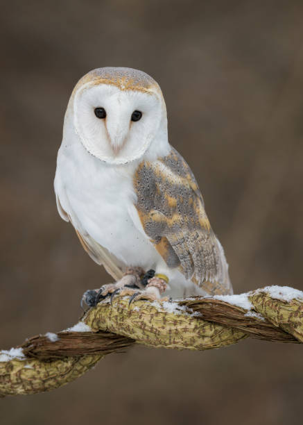istock Barn owl full body portrait 1208659417