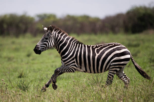 Plains Zebra in the Maasai Mara stock photo