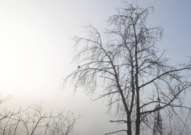 Two crows watch from tree branches on a flood plain in Metro Vancouver, British Columbia.