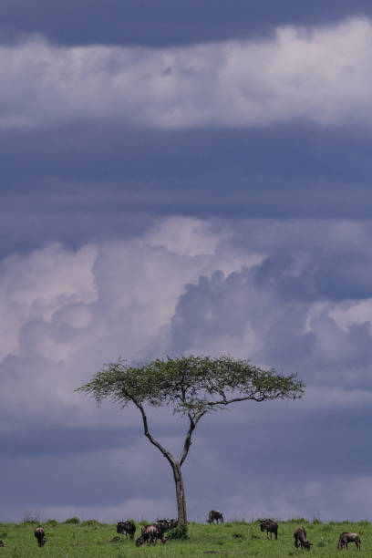 Landscape with Candelabra trees.