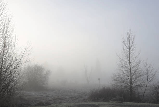 istock Fog on the Canadian Wetlands in Winter 1208659647