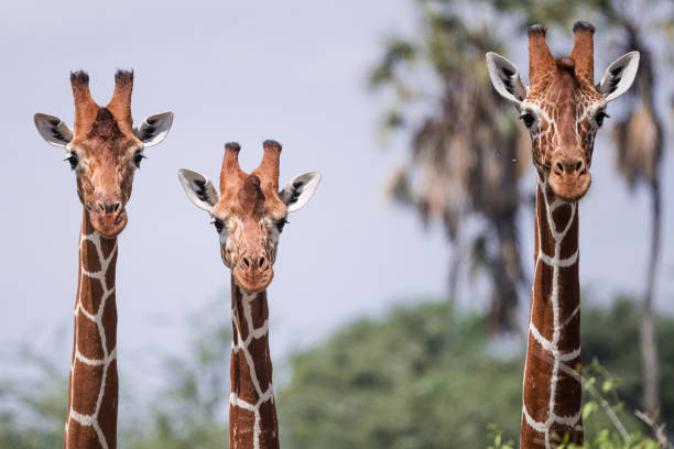 giraffa reticolata nella riserva nazionale di samburu - reticulated giraffe foto e immagini stock