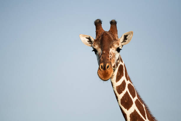 Portrait of a Maasai Giraffe located in the Maasai Mara Portrait of a Maasai Giraffe located in the Maasai Mara masai giraffe stock pictures, royalty-free photos & images