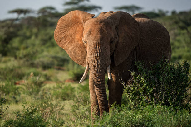 istock Elephant in Samburu National Reserve 1208660371