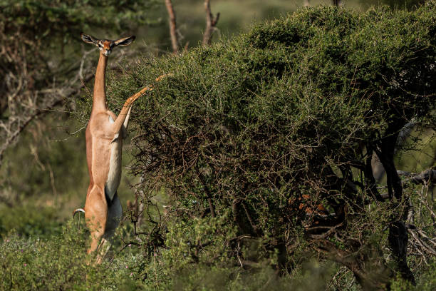Gerenuk in Samburu National Reserve stock photo