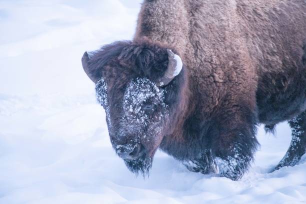 istock Bison moving through in Yellowstone covered with snow in winter 1208661123