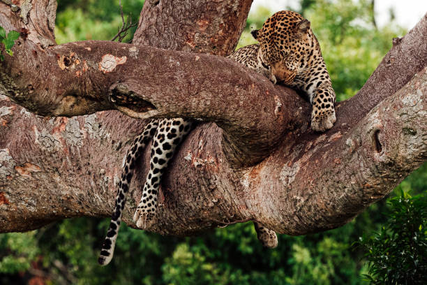 istock Sleeping Leopard in a Tree in the Maasai Mara 1208661398