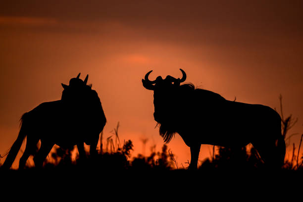istock Wildebeest In Maasai Mara 1208661466