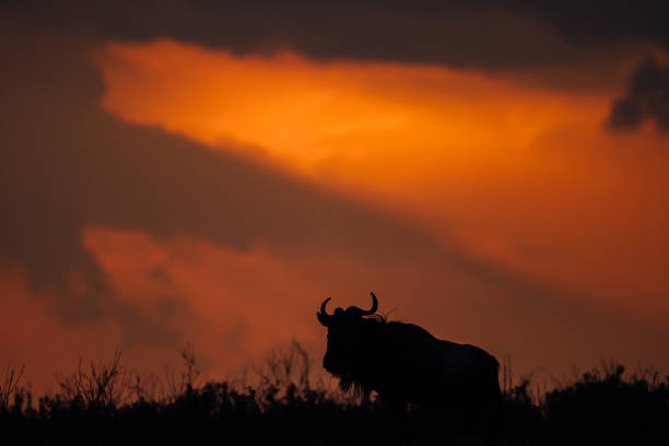 istock Wildebeest In Maasai Mara 1208661474