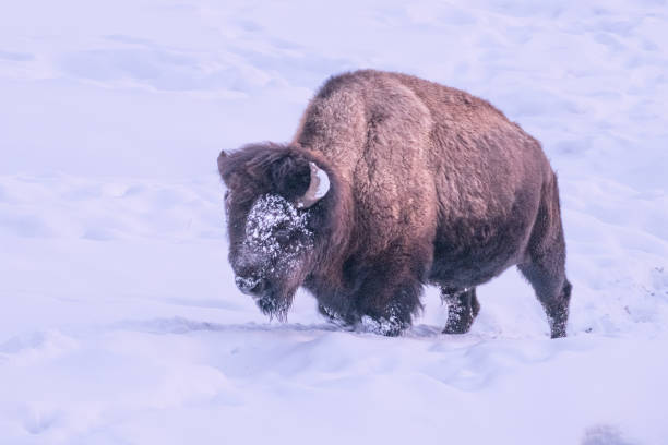 istock Bison moving through in Yellowstone covered with snow in winter 1208661739