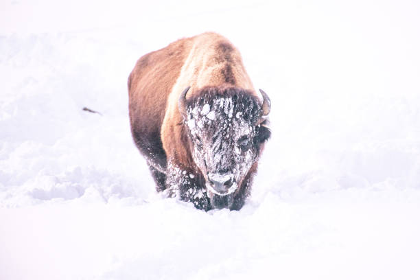 istock Bison covered with snow looking at camera moving through in Yellowstone covered with snow in winter 1208662480