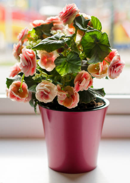 istock Beautiful pink flower in a pot on a windowsill 1208662703