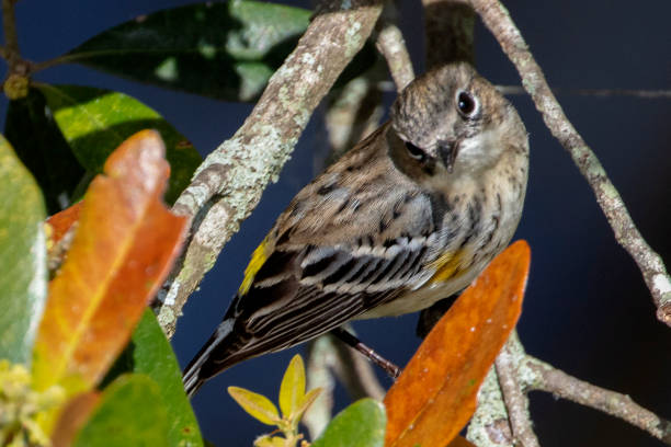 istock Male Yellow Rumped Warbler 1208662750