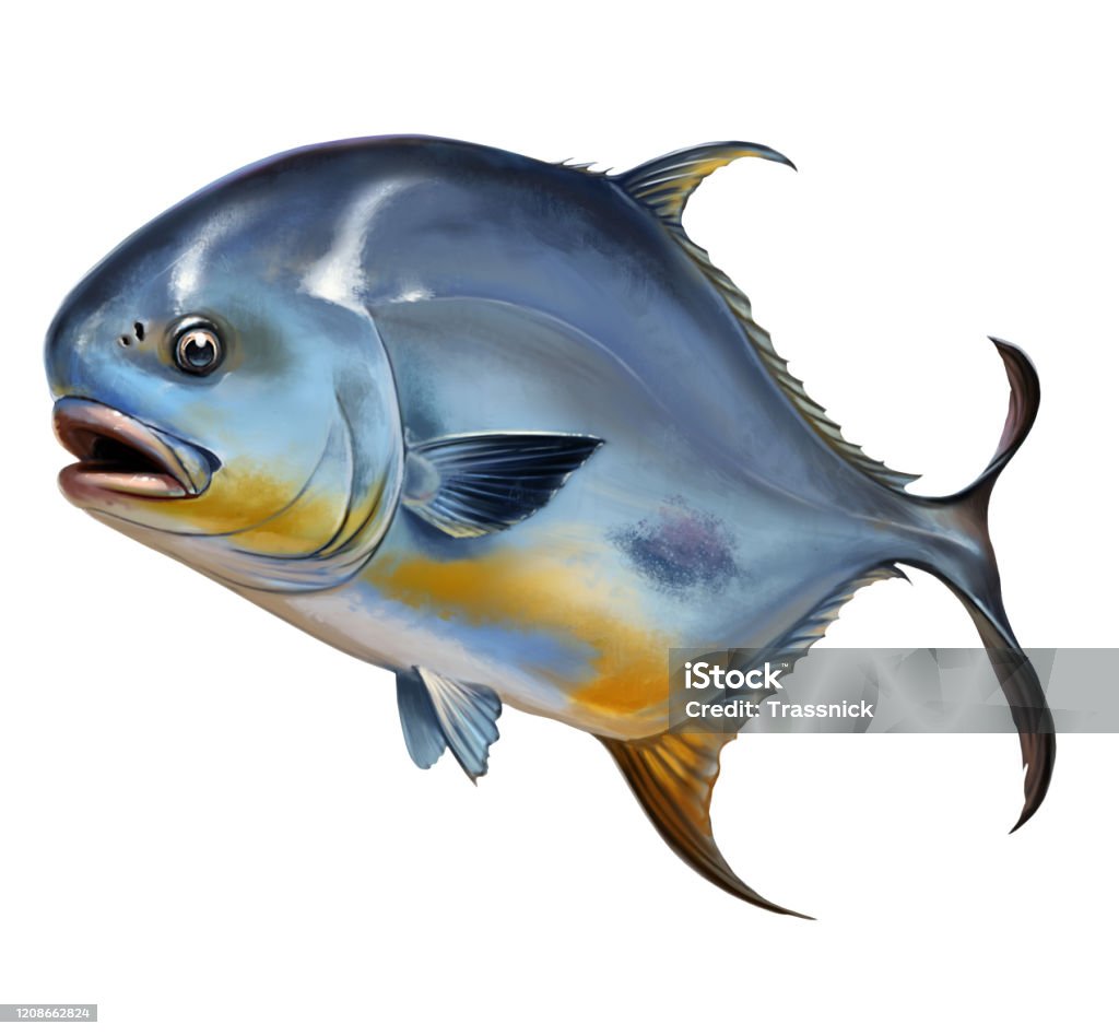 Izinkan Ikan Bulat Pompano Pada Ilustrasi Realistis Putih Ilustrasi