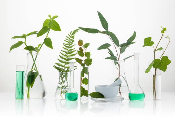 scientific experiment. different herbs in test tubes. - eucalyptus tree plants isolated objects nature imagens e fotografias de stock