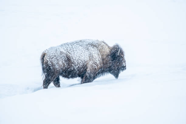 Free Stock Photo of Bison Walking Across Snow Covered Field | Download ...