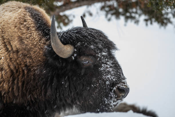 istock Bison moving west through in Yellowstone covered with snow in winter 1208664069