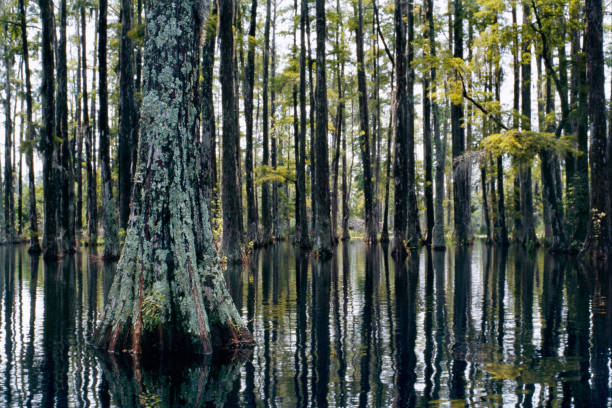 Bald cypress swamp tree forest in Cypress Gardens, Moncks Corner, Charleston, SC. Closeup of cypress trunk and buttress in a peaceful swampland