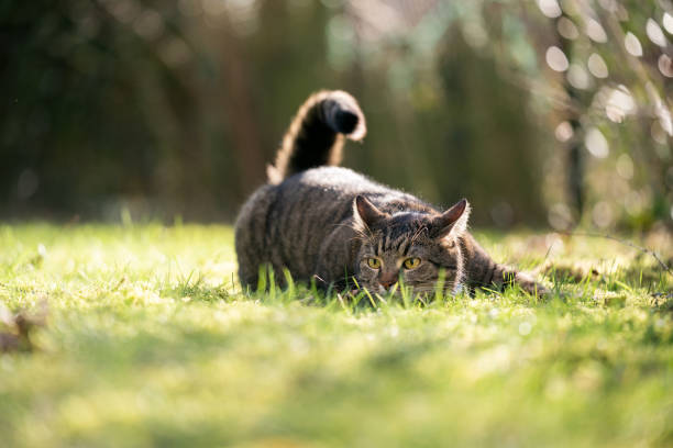 chat qui se cache - rodent photos et images de collection