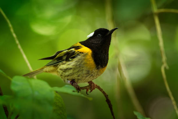 Stitchbird - Notiomystis cincta - Hihi in Maori language, endemic bird sitting on the branch in the New Zealand forest. stock photo