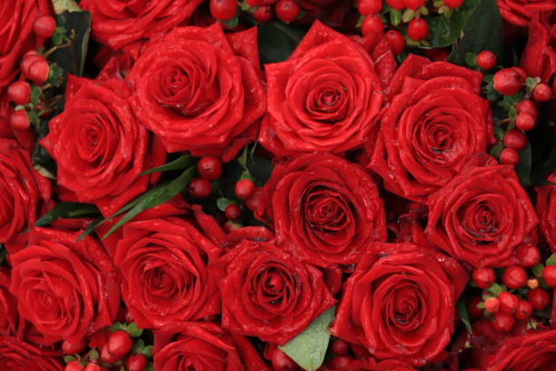 istock Red bridal roses with drops 1208666481
