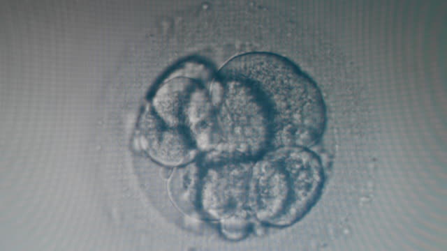 Many fertilized cells under modern microscope.